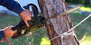 How Our Tree Care Process Works  in  Westminster, CO