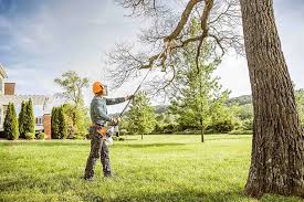 Best Stump Grinding and Removal  in Westminster, CO