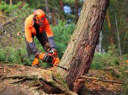 Best Leaf Removal  in Westminster, CO