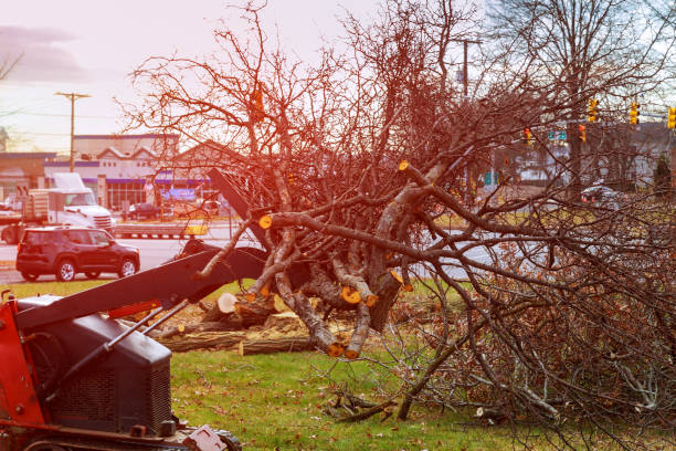 Best Fruit Tree Pruning  in Westminster, CO