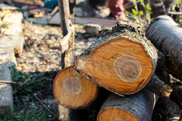 Best Storm Damage Tree Cleanup  in Westminster, CO