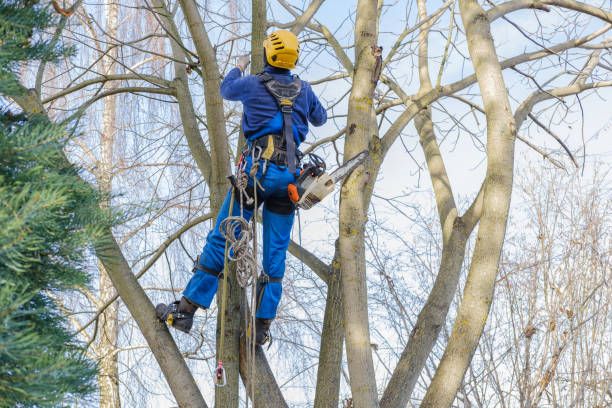 Best Hedge Trimming  in Westminster, CO