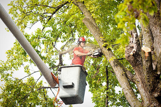 Best Tree Disease Treatment  in Westminster, CO