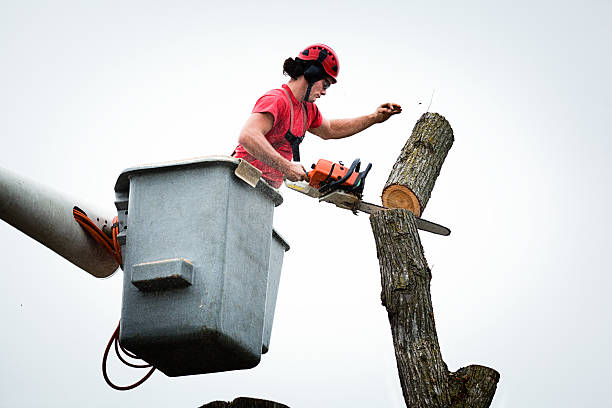 Best Tree Risk Assessment  in Westminster, CO